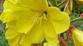 Evening Primrose Wallpaper For Android