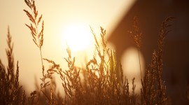 Grass Sunset Picture Download