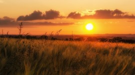 Grass Sunset Wallpaper Download