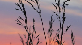 Grass Sunset Wallpaper For IPhone