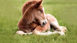 Horse Sleep Desktop Wallpaper