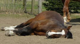 Horse Sleep Desktop Wallpaper For PC