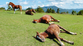 Horse Sleep Wallpaper