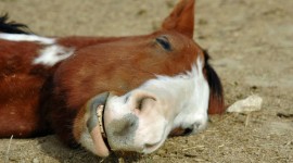 Horse Sleep Wallpaper For PC