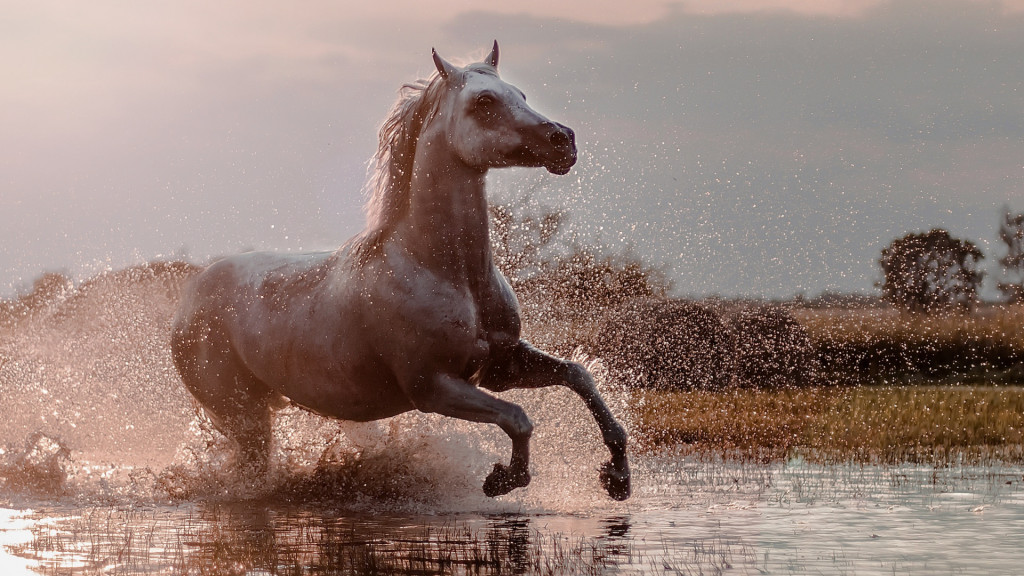 Horse Water Spray wallpapers HD