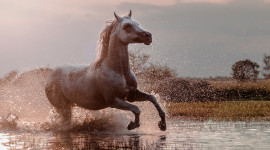 Horse Water Spray Best Wallpaper