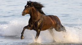 Horse Water Spray Desktop Wallpaper HD