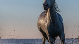 Horse Water Spray Image Download
