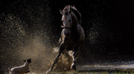 Horse Water Spray Photo