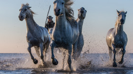 Horse Water Spray Photo Download