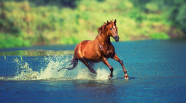 Horse Water Spray Photo Free