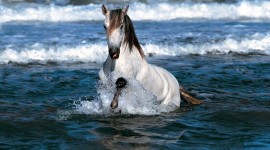 Horse Water Spray Picture Download