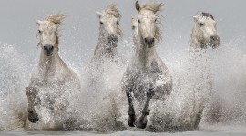 Horse Water Spray Wallpaper