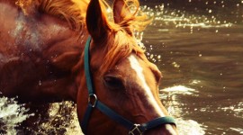 Horse Water Spray Wallpaper For Mobile