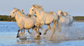 Horse Water Spray Wallpaper Gallery