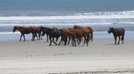 Horses Herd Image Download