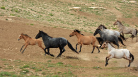 Horses Herd Photo