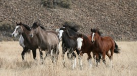 Horses Herd Wallpaper 1080p