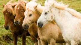 Horses Herd Wallpaper For Desktop