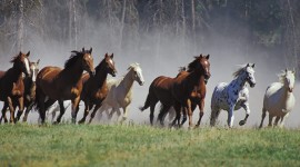 Horses Herd Wallpaper Gallery