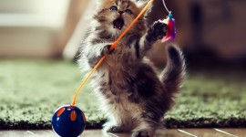 Kitten Toys Desktop Wallpaper