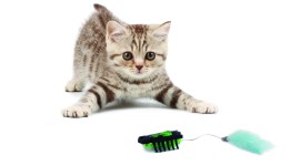 Kitten Toys Desktop Wallpaper HD