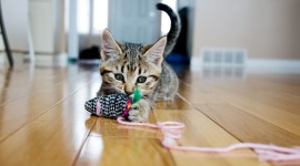 Kitten Toys Photo Download