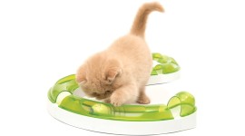 Kitten Toys Picture Download