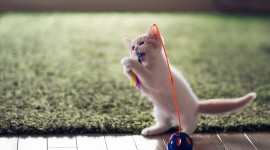Kitten Toys Wallpaper