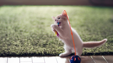 Kitten Toys wallpapers high quality