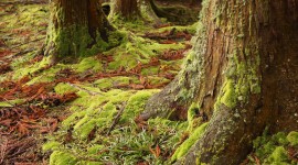 Moss Tree Photo