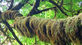 Moss Tree Photo Download