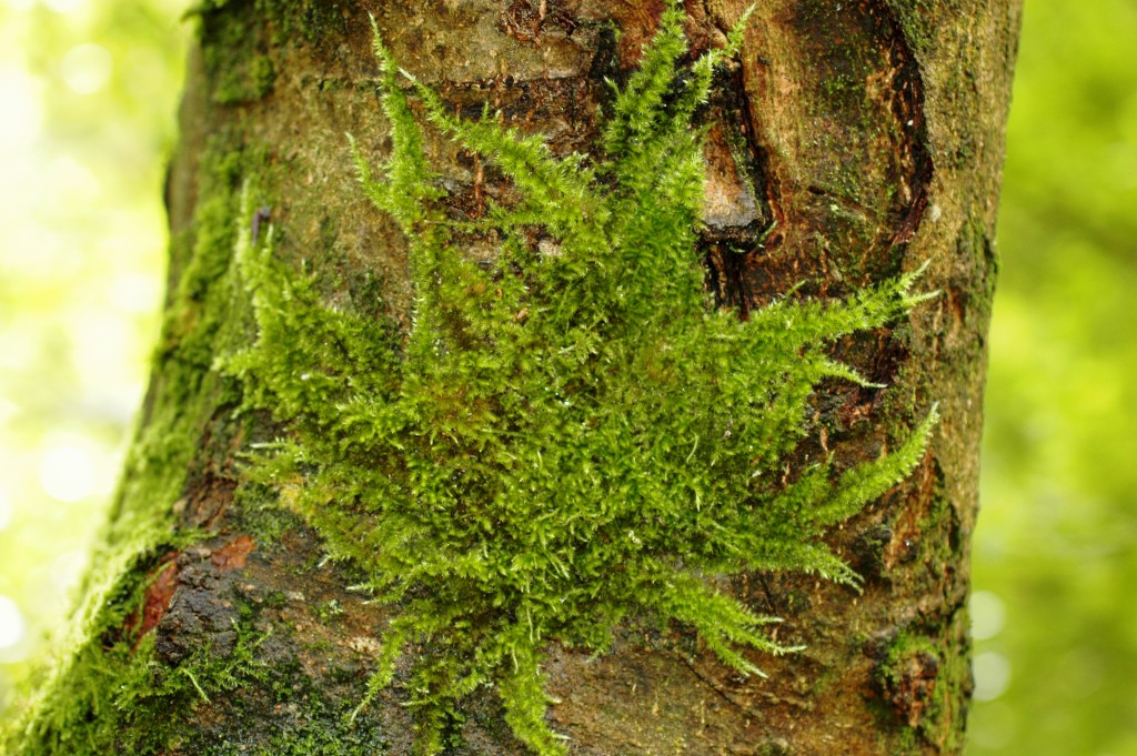 Moss Tree wallpapers HD