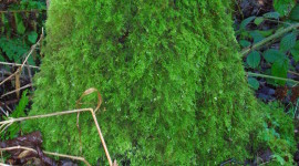 Moss Tree Wallpaper For Android