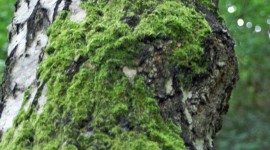 Moss Tree Wallpaper For IPhone