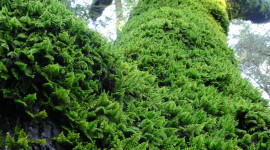 Moss Tree Wallpaper For IPhone Free