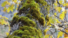 Moss Tree Wallpaper For Mobile