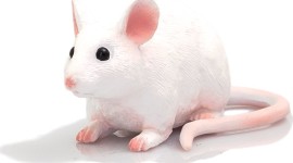 Mouse Figurines Photo Download