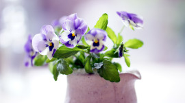 Pansies Vase Photo Free