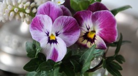 Pansies Vase Wallpaper For Android