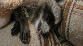 Raccoon Sleeping Image