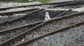 Railway Animals Image Download