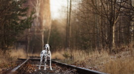 Railway Animals Photo