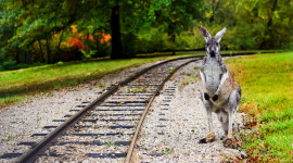 Railway Animals Picture Download