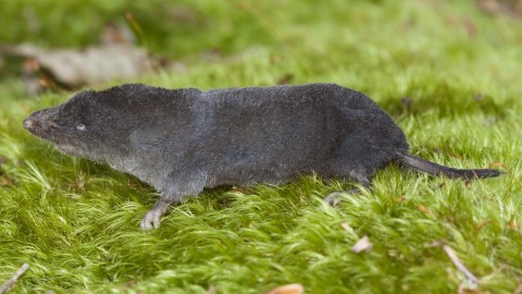 Shrew wallpapers high quality