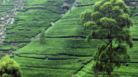 Tea Plantation Desktop Wallpaper