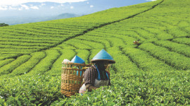 Tea Plantation Desktop Wallpaper HD