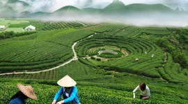 Tea Plantation Image