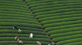 Tea Plantation Image#1