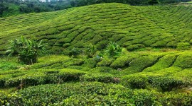 Tea Plantation Photo Download